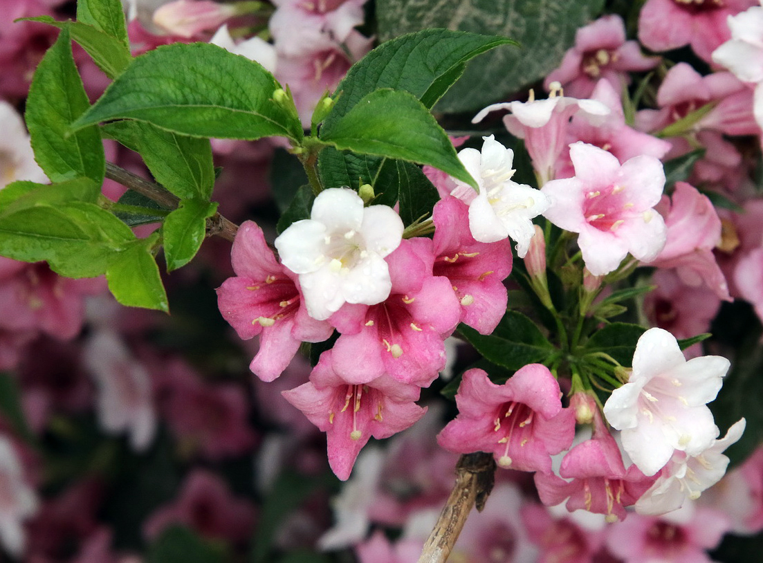 Image of Weigela floribunda specimen.