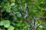 Thermopsis lupinoides. Соплодие. Курильские о-ва, о-в Кунашир, берег оз. Лагунное, луговой склон. 18.08.2022.