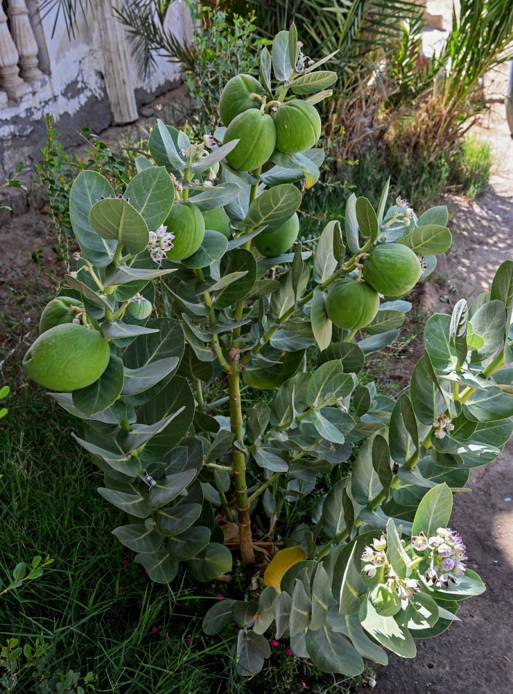 Image of Calotropis procera specimen.