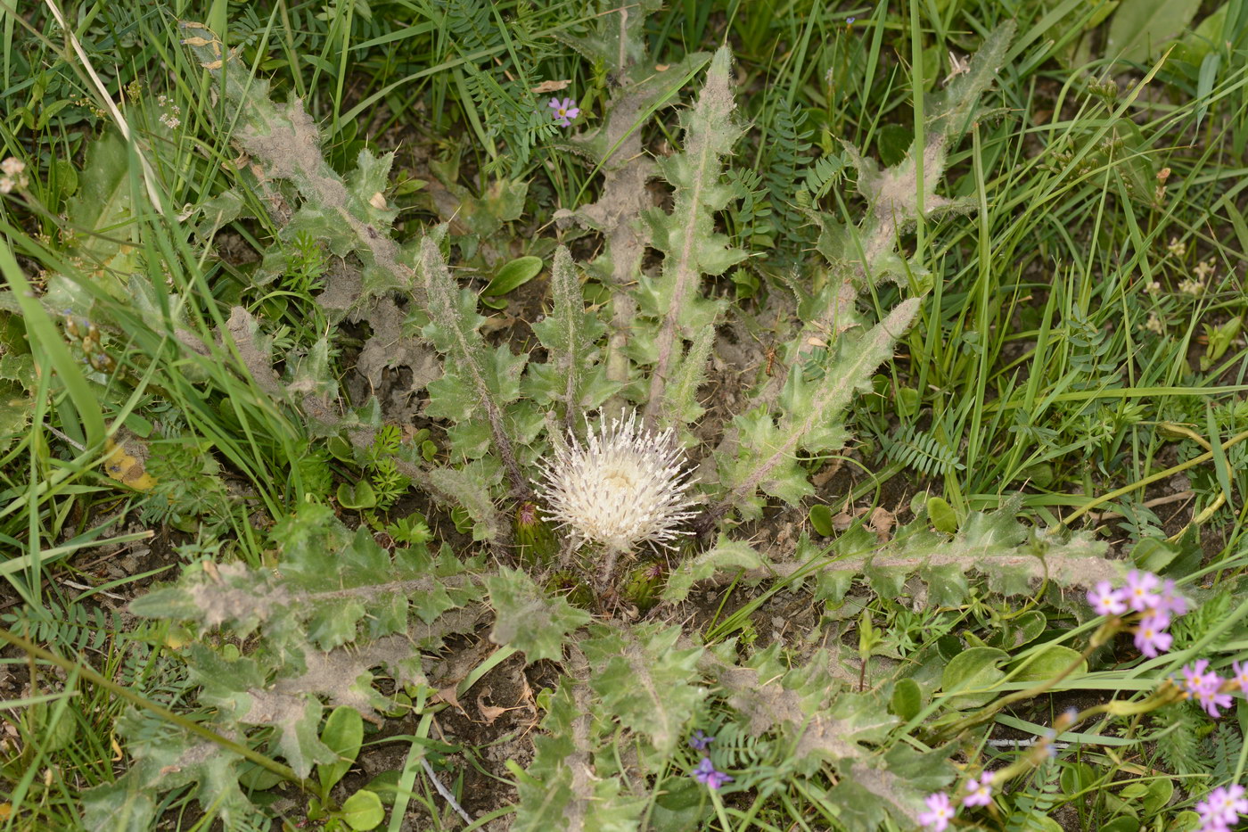 Image of Cirsium esculentum specimen.