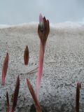 Erythronium sibiricum