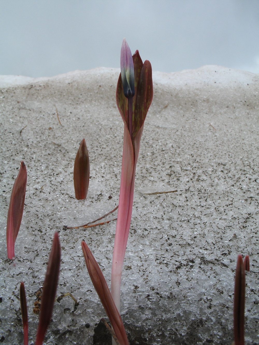 Image of Erythronium sibiricum specimen.