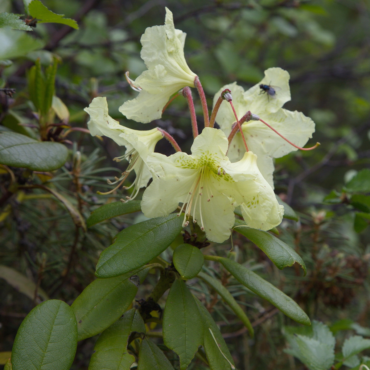 Image of Rhododendron aureum specimen.