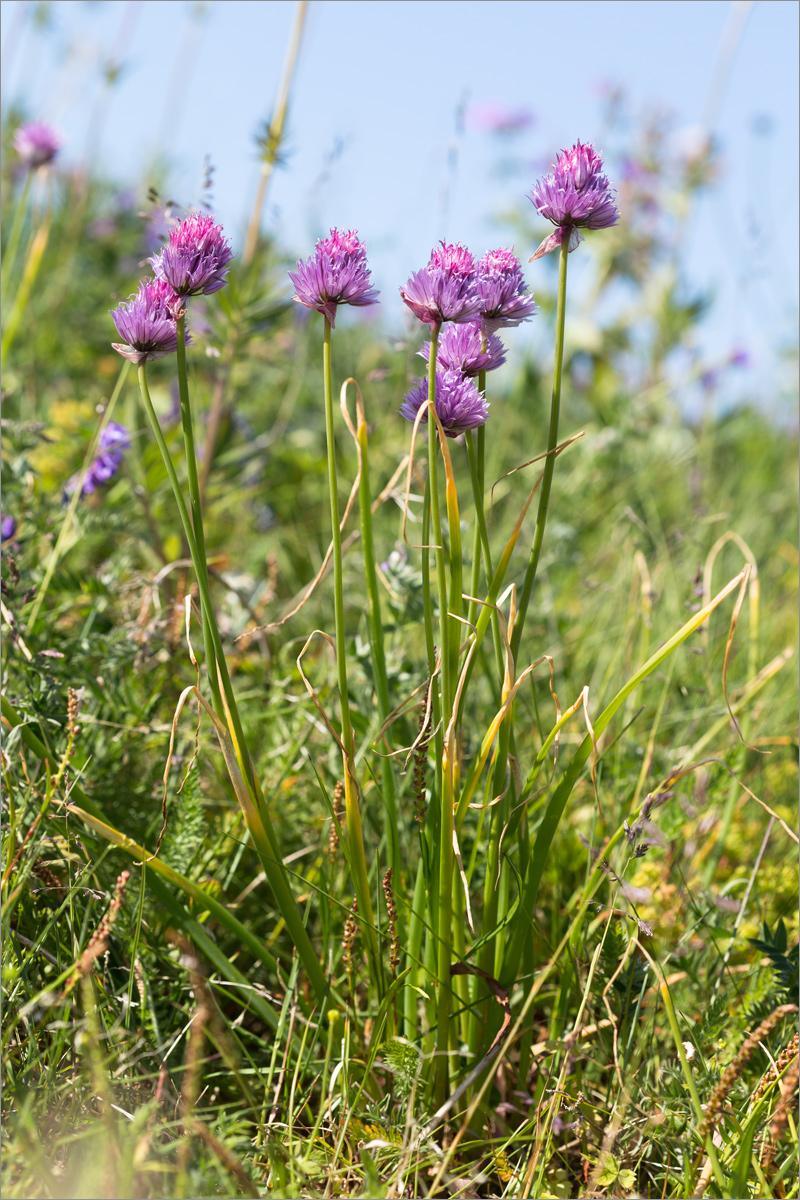 Image of Allium schoenoprasum specimen.