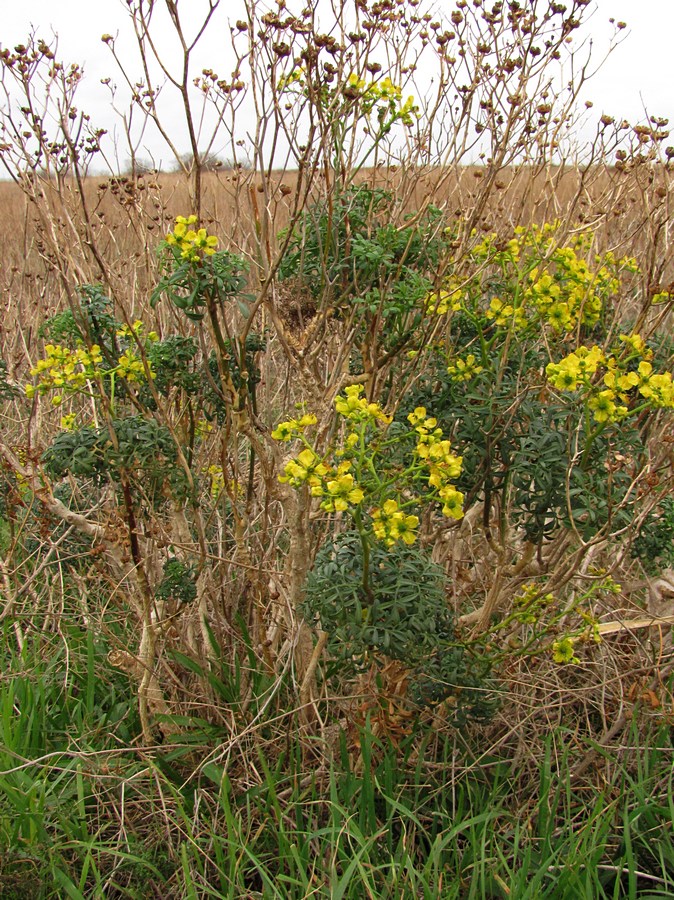 Image of Ruta divaricata specimen.