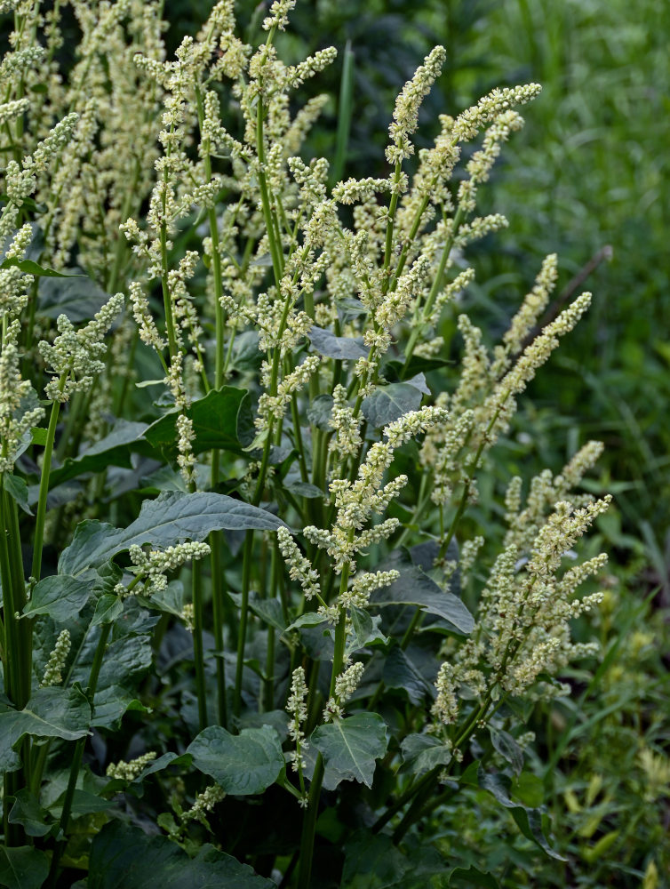 Image of Beta corolliflora specimen.