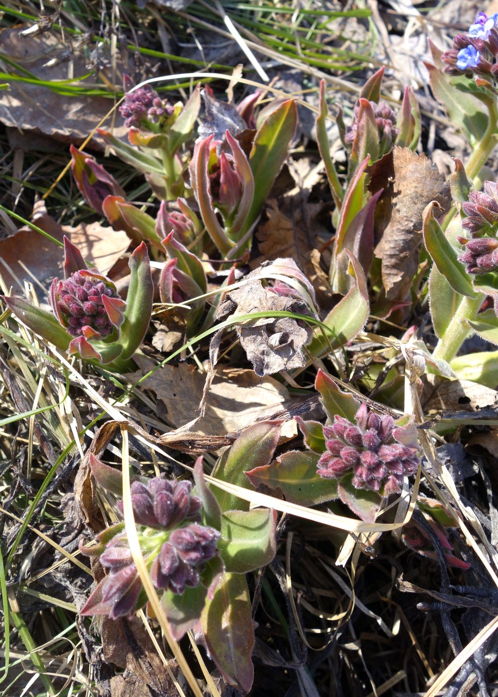 Изображение особи Pulmonaria mollis.