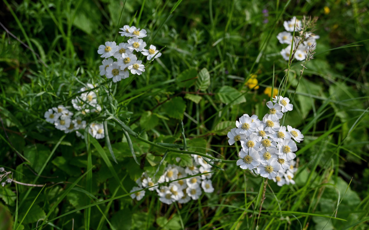 Image of Achillea ptarmicifolia specimen.