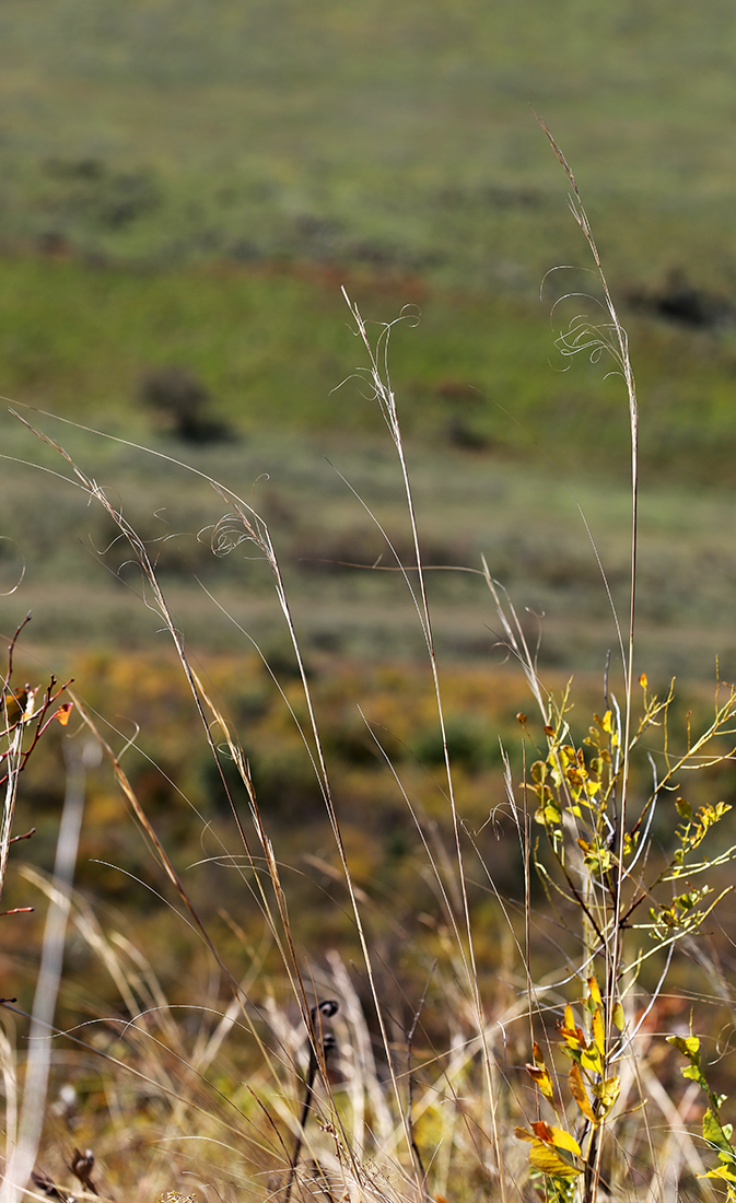 Image of Stipa baicalensis specimen.