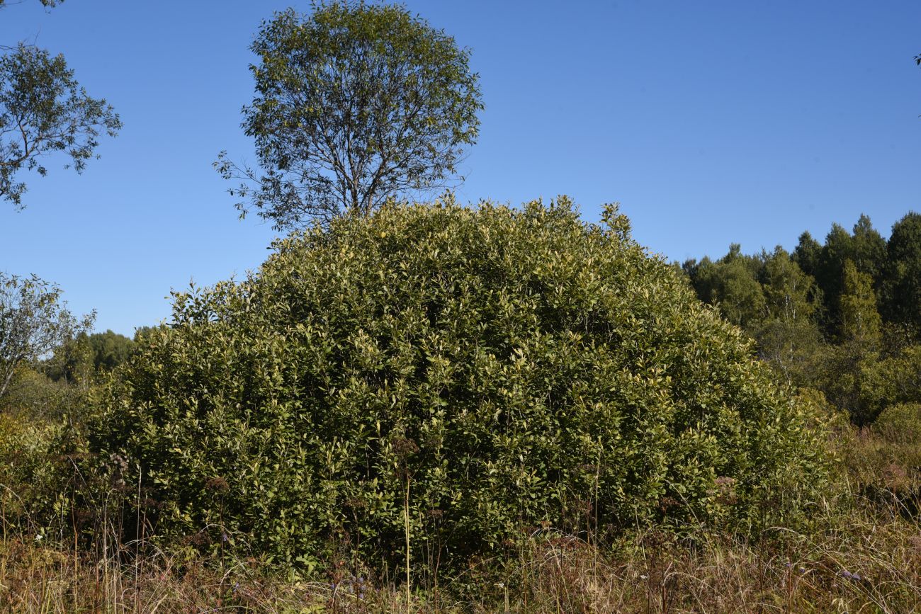 Image of Salix cinerea specimen.