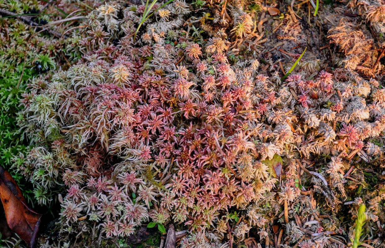 Изображение особи род Sphagnum.