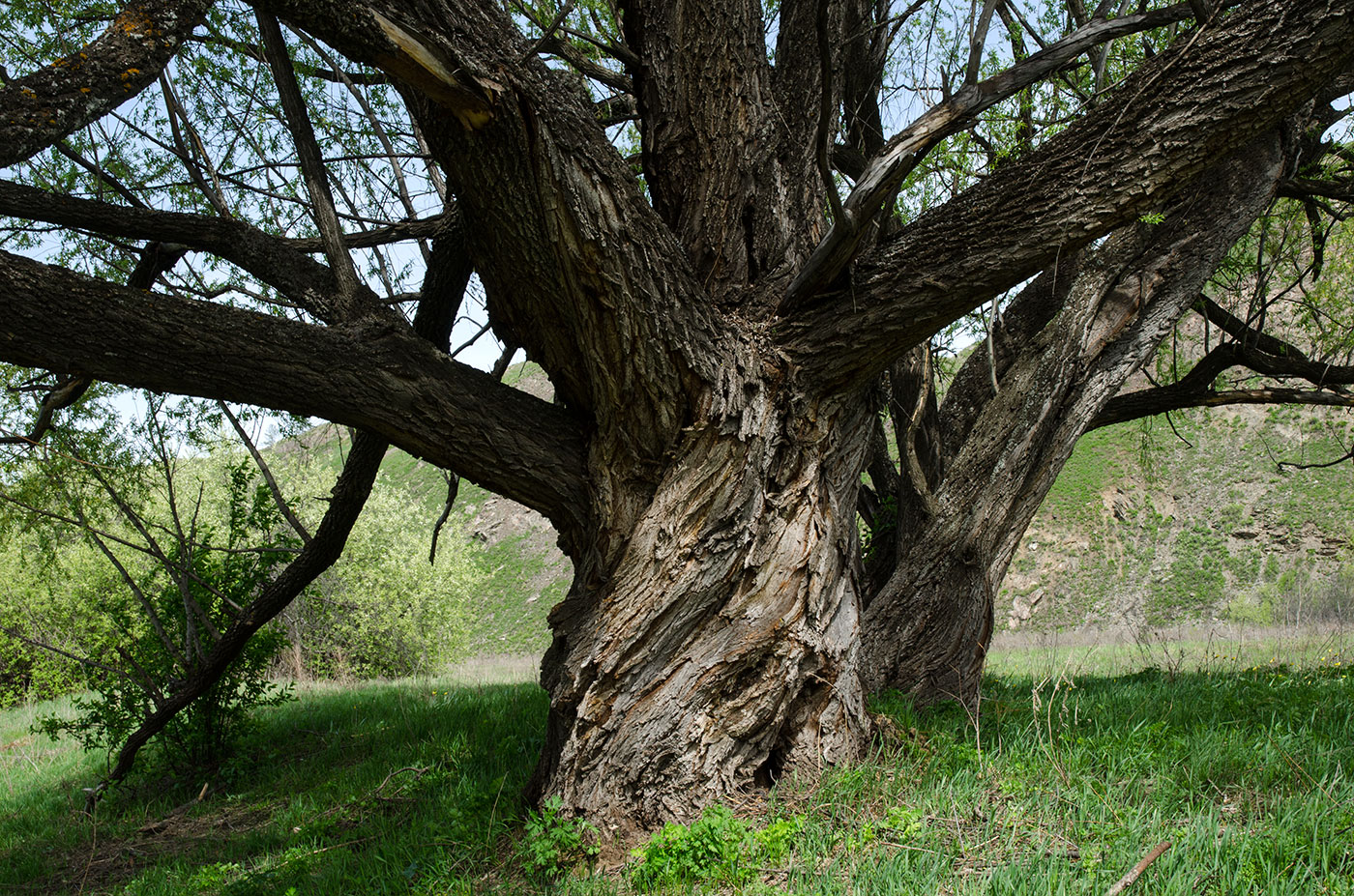 Image of genus Salix specimen.