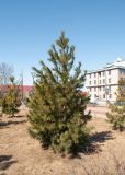Pinus sibirica. Молодое растение в озеленении улицы. ЯНАО, г. Салехард, в культуре. 05.06.2024.