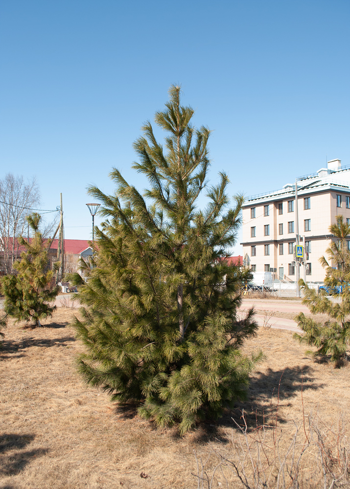 Image of Pinus sibirica specimen.