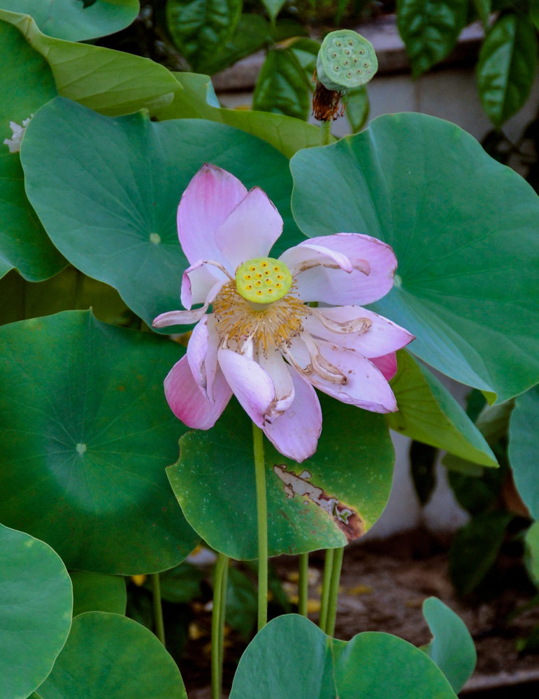 Изображение особи Nelumbo nucifera.