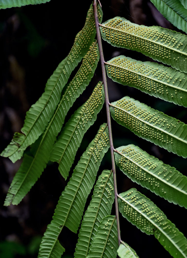 Изображение особи Thelypteris truncata.