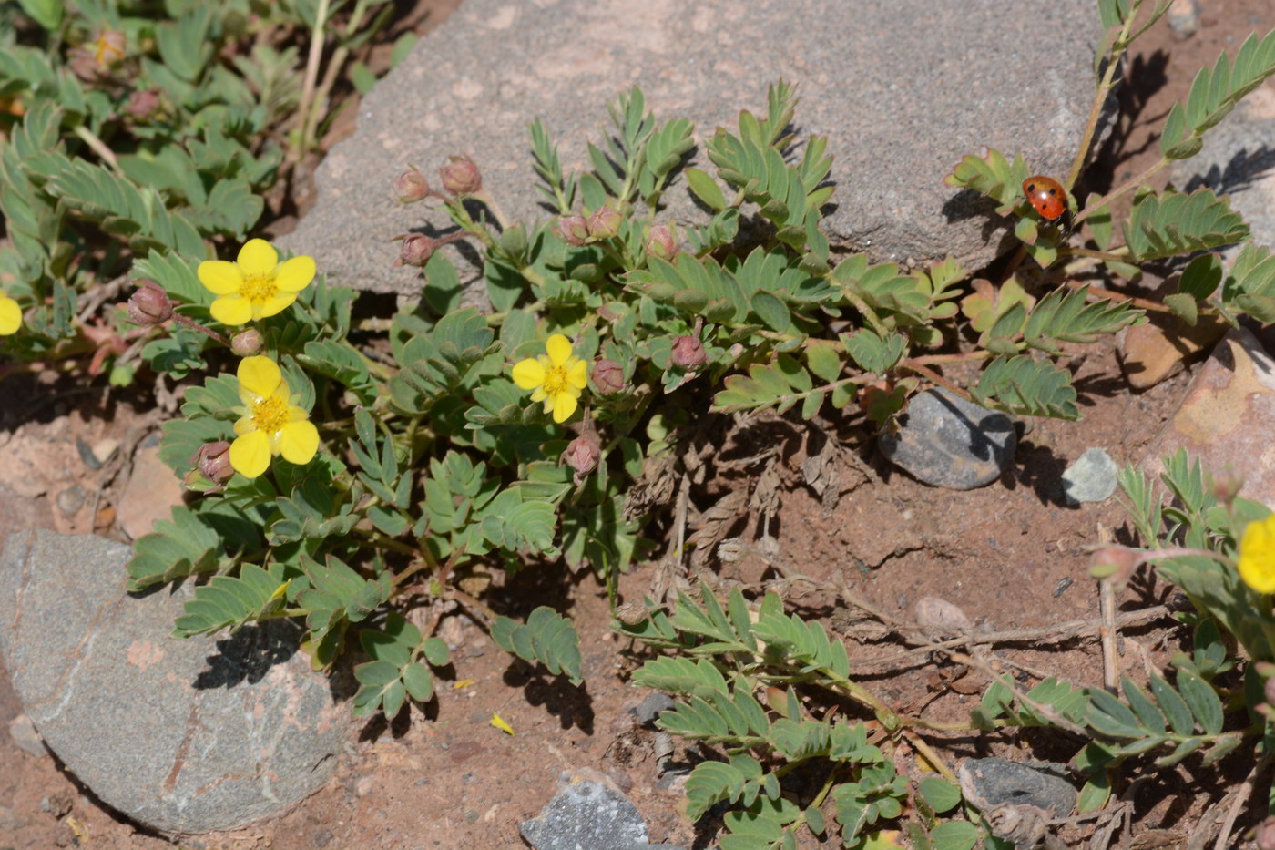 Image of Potentilla orientalis specimen.