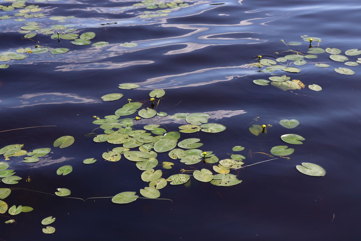 Image of Nuphar pumila specimen.