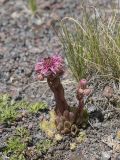 Sempervivum pumilum. Цветущее растение. Кабардино-Балкария, Зольский р-н, северный склон горы Эльбрус, ур. Аэродром, выс. ок. 2650 м н.у.м. 15.07.2024.