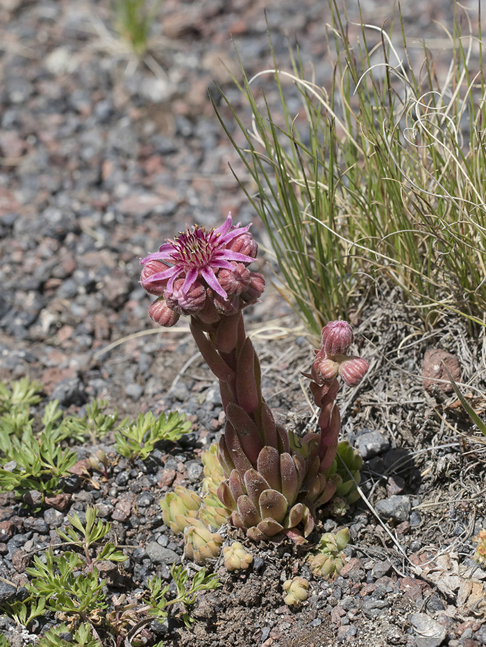 Изображение особи Sempervivum pumilum.