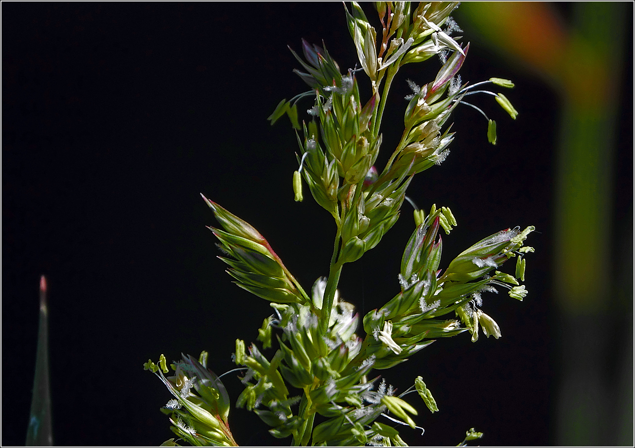 Изображение особи Phalaroides arundinacea.