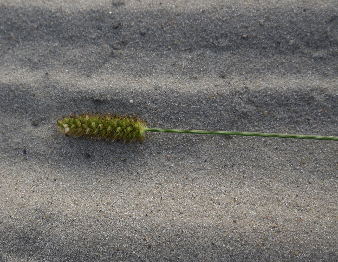 Image of Setaria pumila specimen.