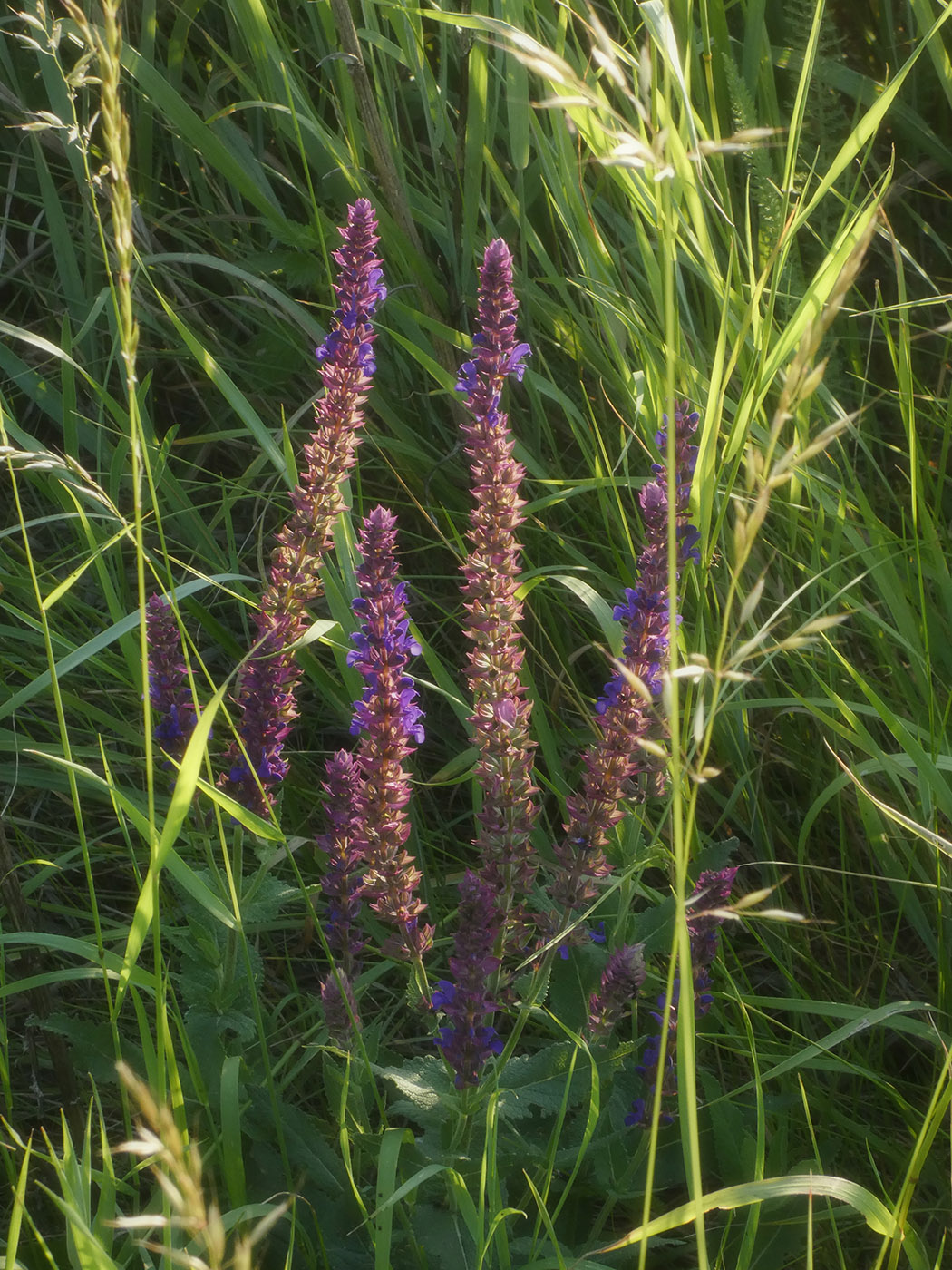 Image of Salvia nemorosa specimen.