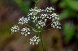 Pimpinella saxifraga