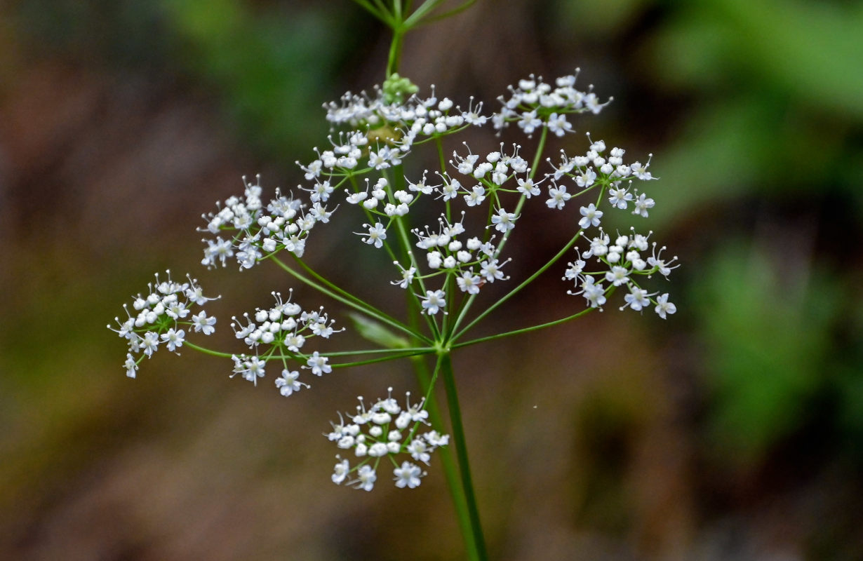 Image of Pimpinella saxifraga specimen.