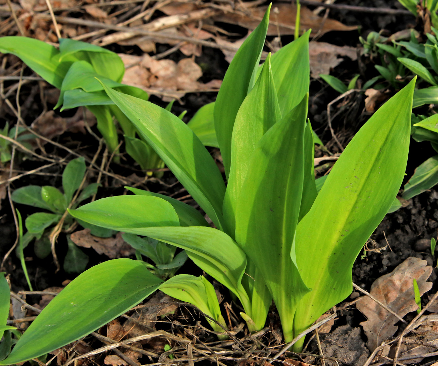 Image of Allium ursinum specimen.