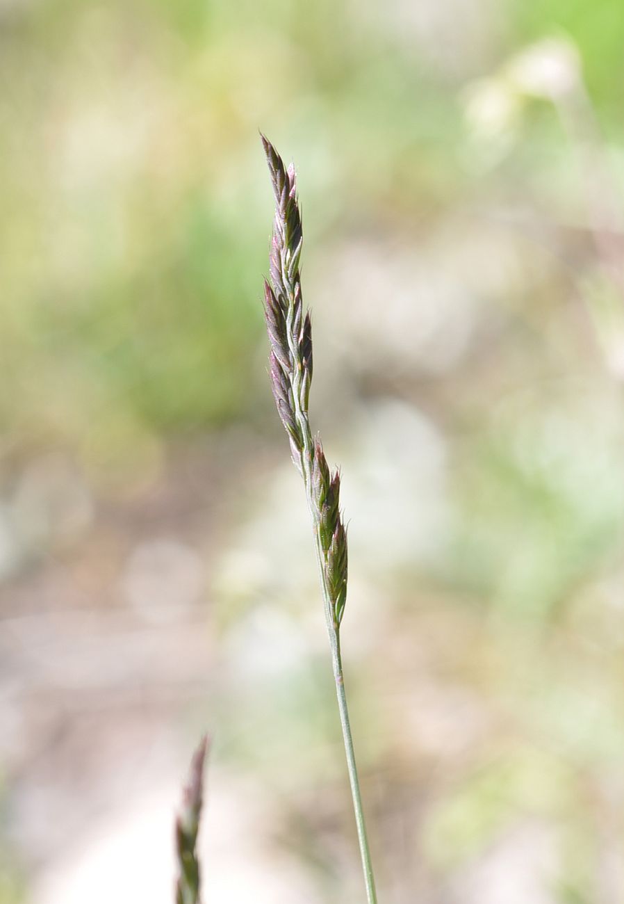 Image of genus Festuca specimen.