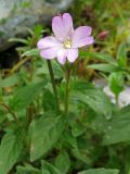 Epilobium algidum