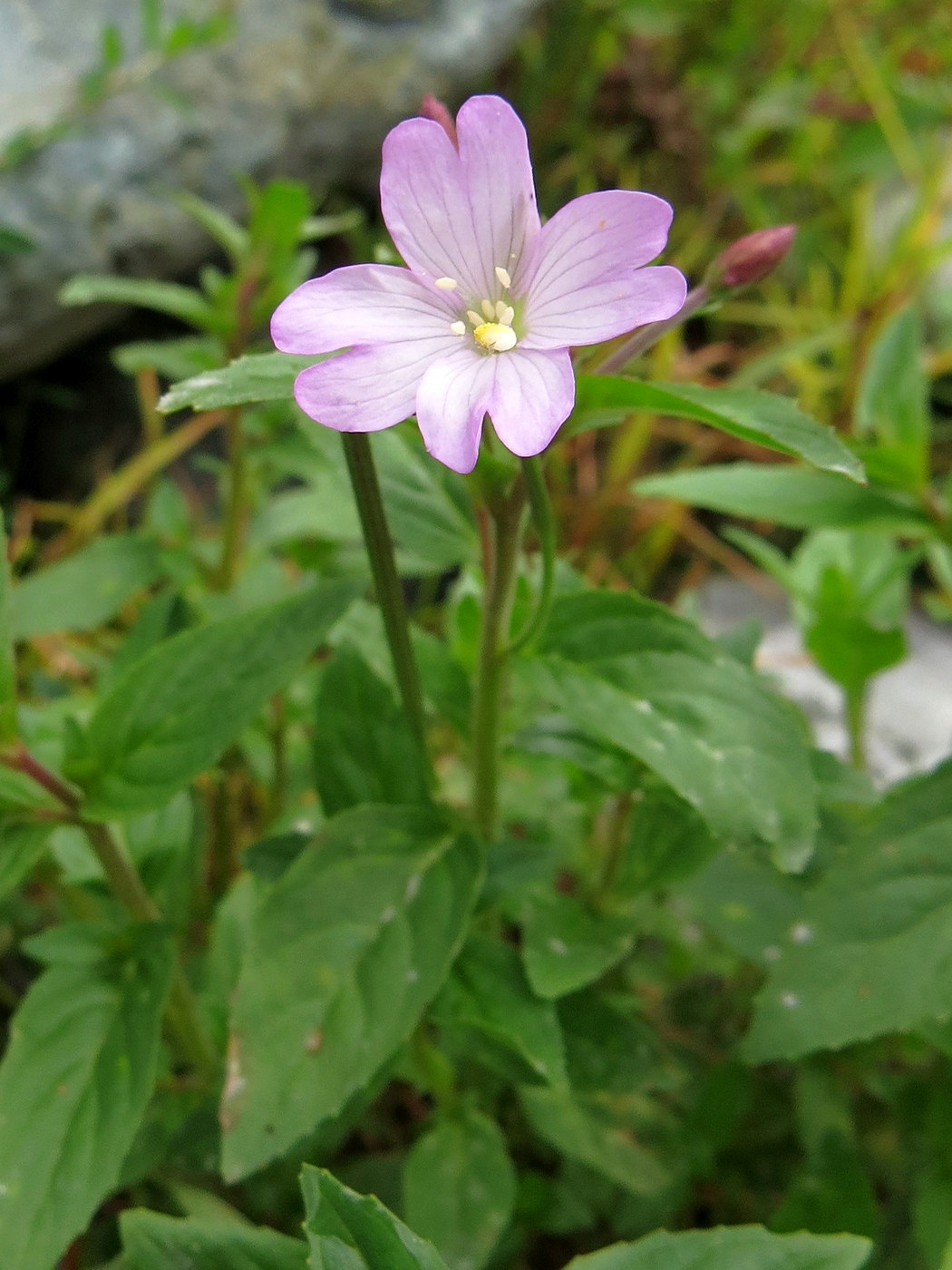 Изображение особи Epilobium algidum.