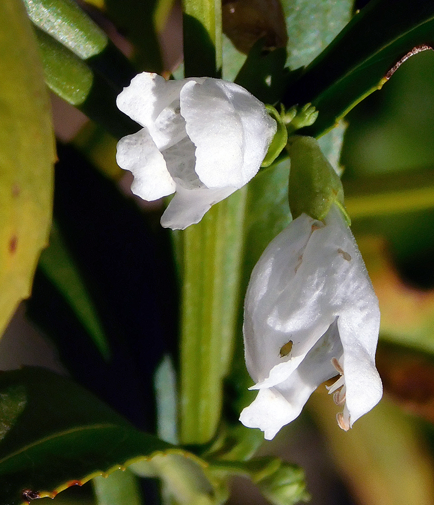 Image of Physostegia virginiana specimen.