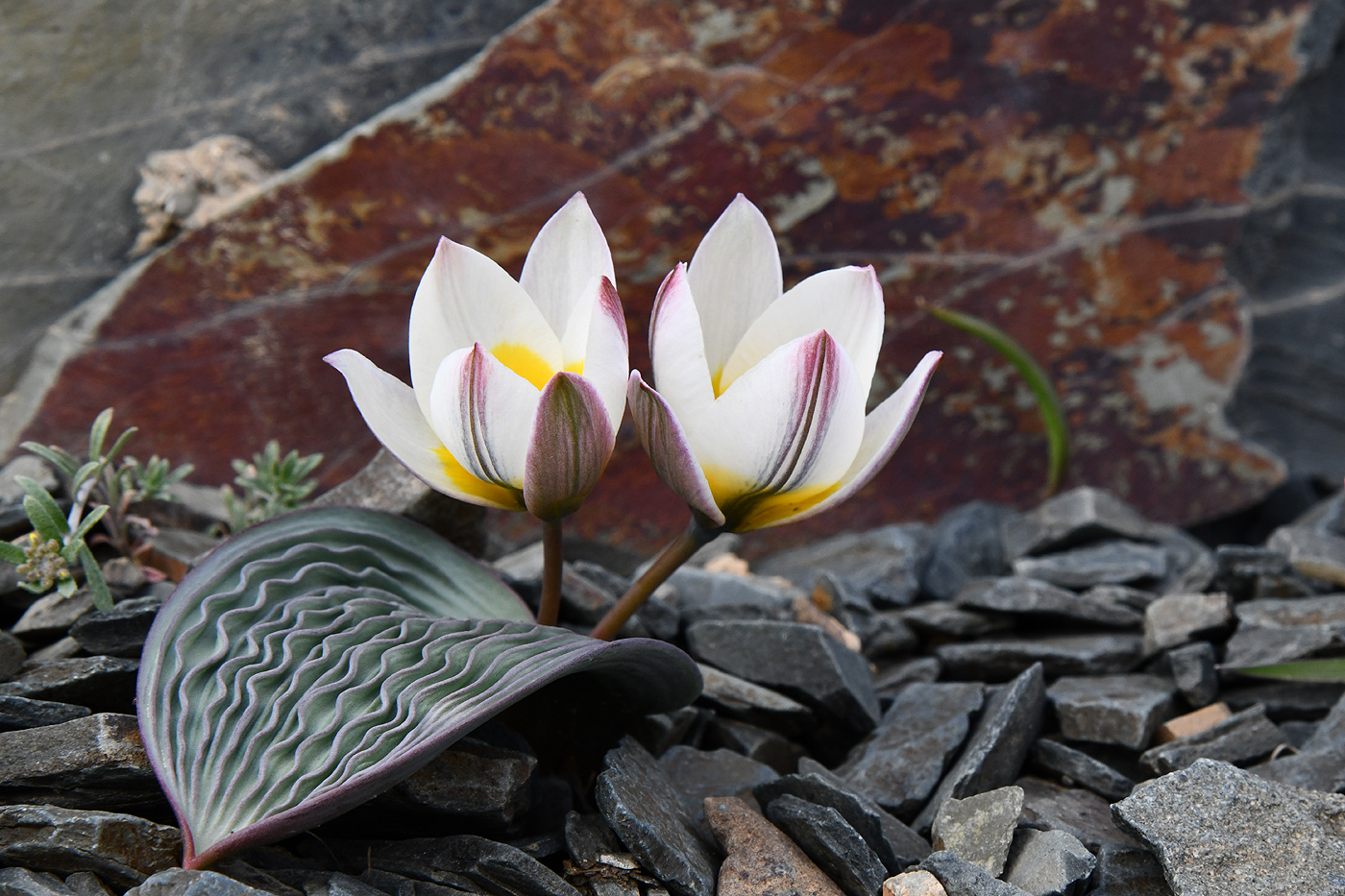 Image of Tulipa regelii specimen.