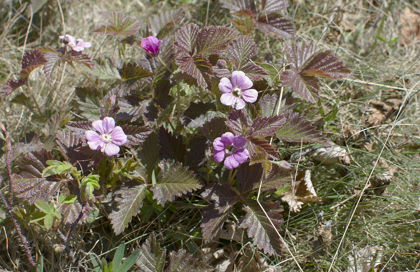 Image of Rubus arcticus specimen.