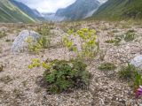 genus Alchemilla. Цветущее растение. Кабардино-Балкария, Черекский р-н, дол. р. Псыгансу, ≈ 2400 м н.у.м., донная морена. 30.07.2024.