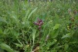 Orobanche owerinii