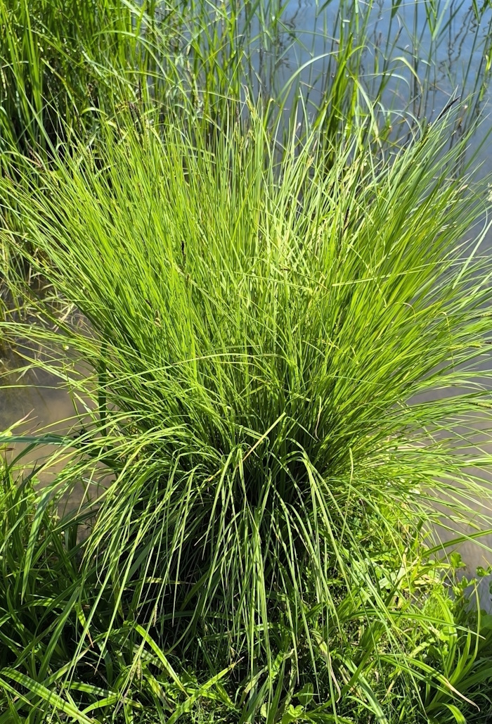 Image of Carex nigra specimen.