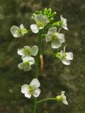 Arabidopsis arenosa. Соцветие. Украина, окр. Львова, Винниковский лес. 30 апреля 2008 г.