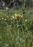 Sonchus oleraceus. Верхушка побега с соцветиями разной степени развития. Испания, Каталония, пров. Жирона, комарка Баш Эмпорда, муниципалитет Паламос, берег р. Ауби, высокотравный луг. 03.04.2025.