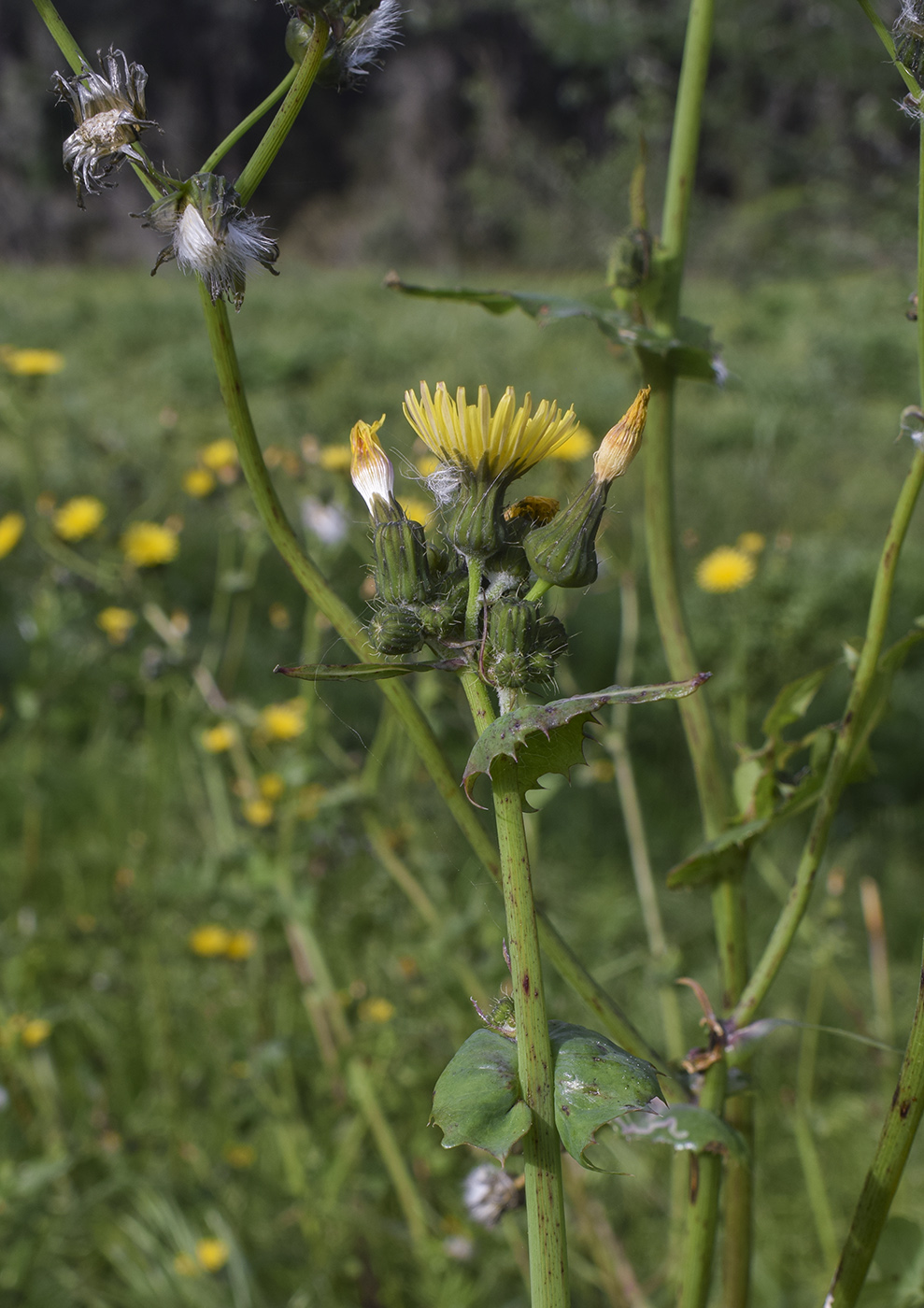 Image of Sonchus oleraceus specimen.