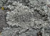 Lecanora garovaglii