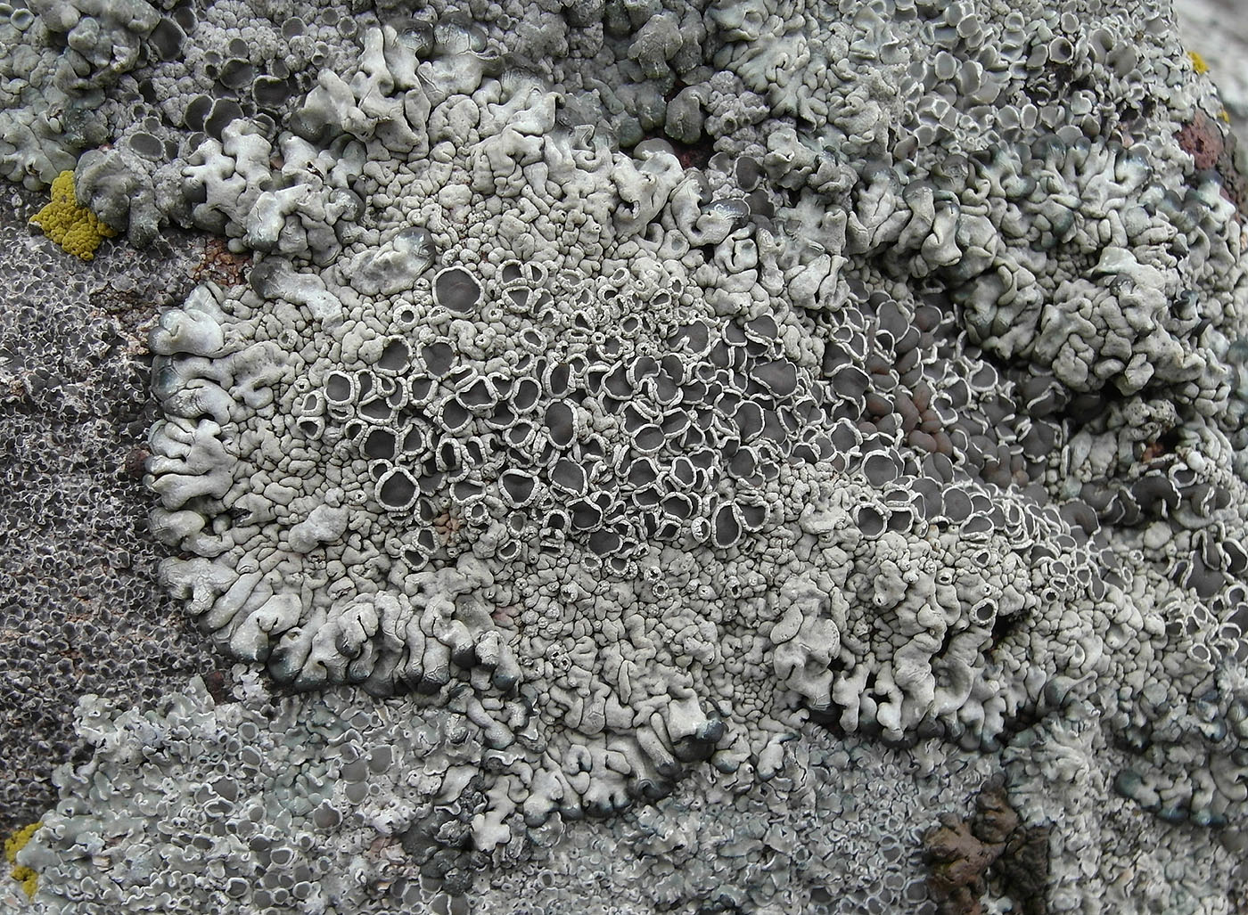 Image of Lecanora garovaglii specimen.