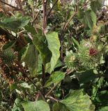 Смотреть изображение Arctium lappa