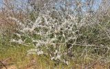 Смотреть изображение Onosma setosa