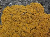 View full-size image Xanthoria aureola