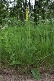 Смотреть изображение Verbascum nigrum