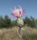 Смотреть изображение Centaurea majorovii