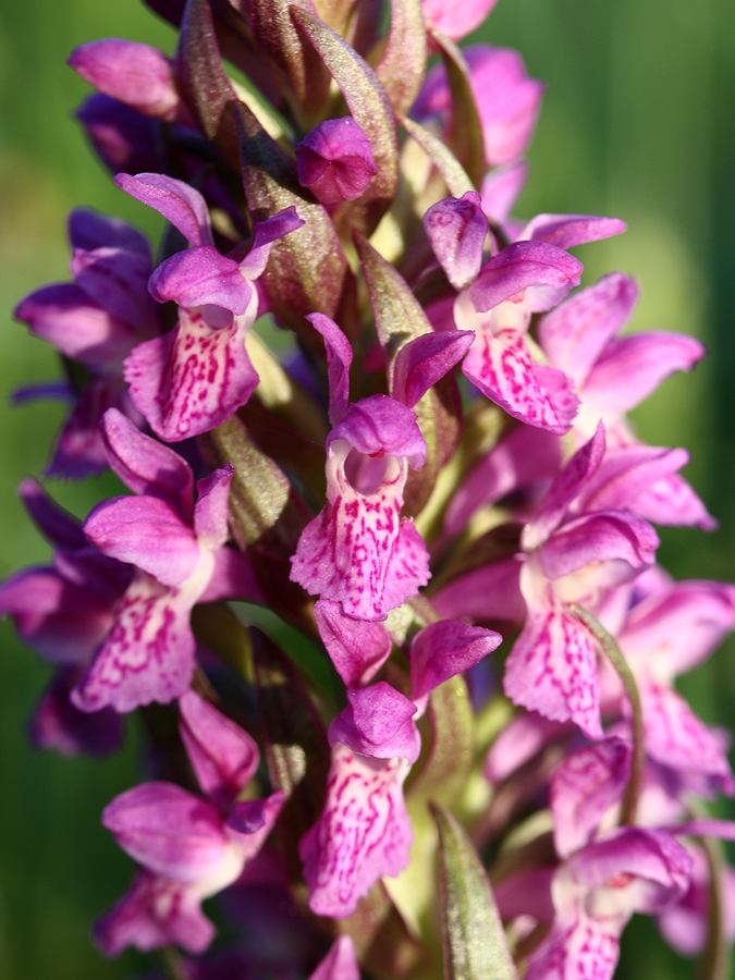 Image of Dactylorhiza incarnata specimen.